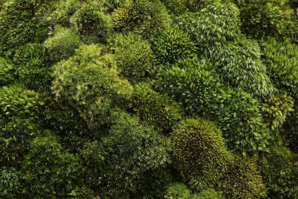 The Floating Landscape