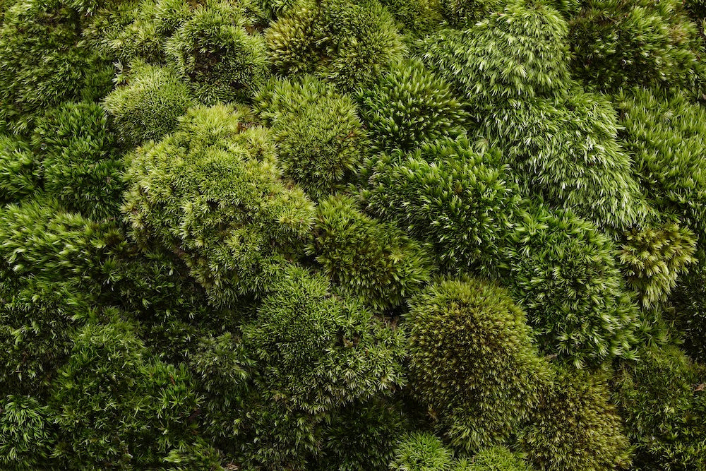 The Floating Landscape