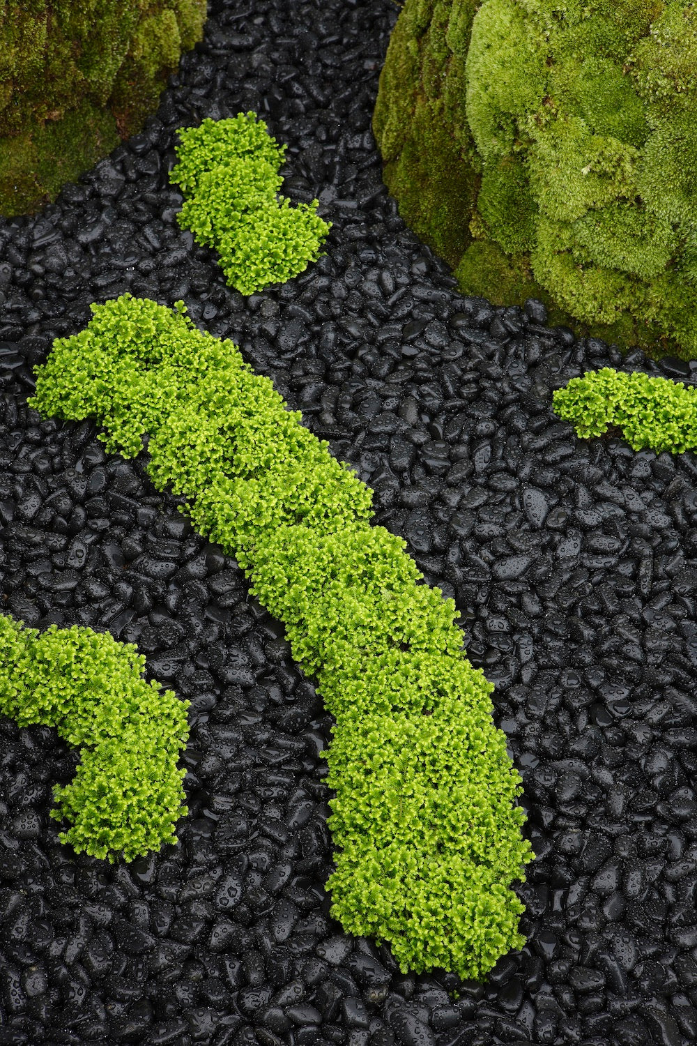 The Floating Landscape