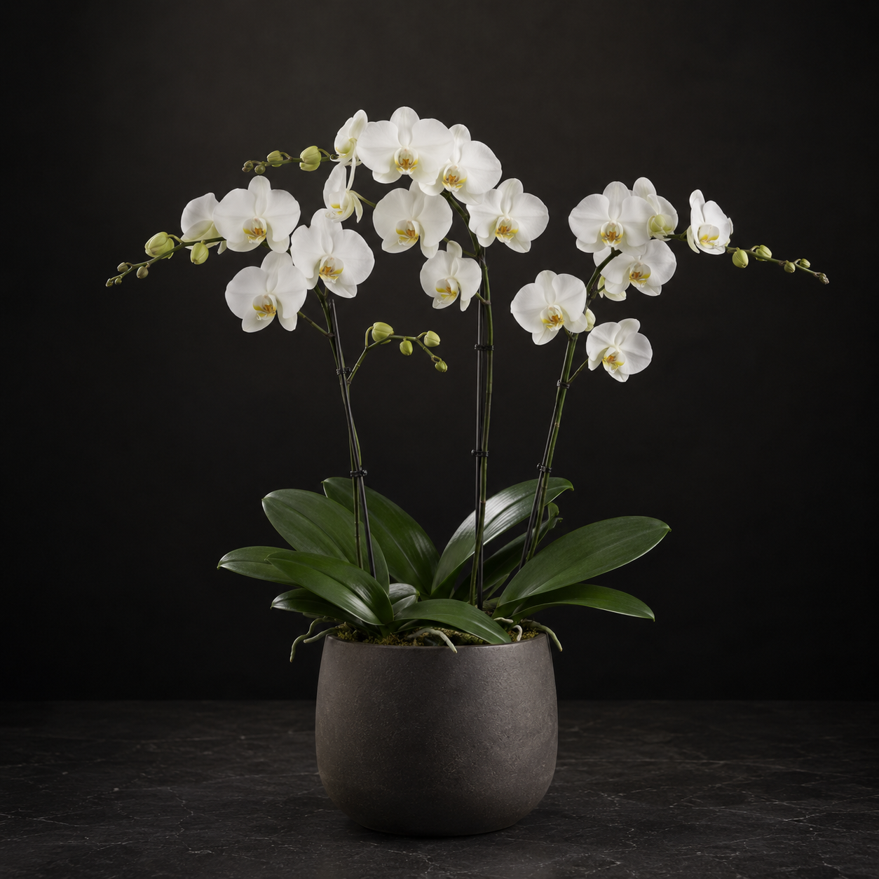 Classic Orchid