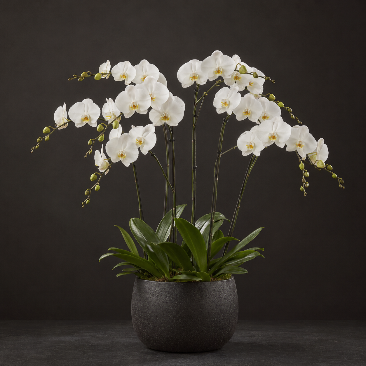 Classic Orchid