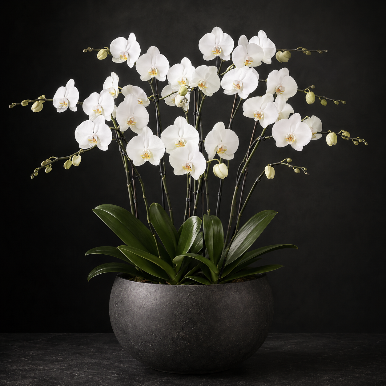 Classic Orchid