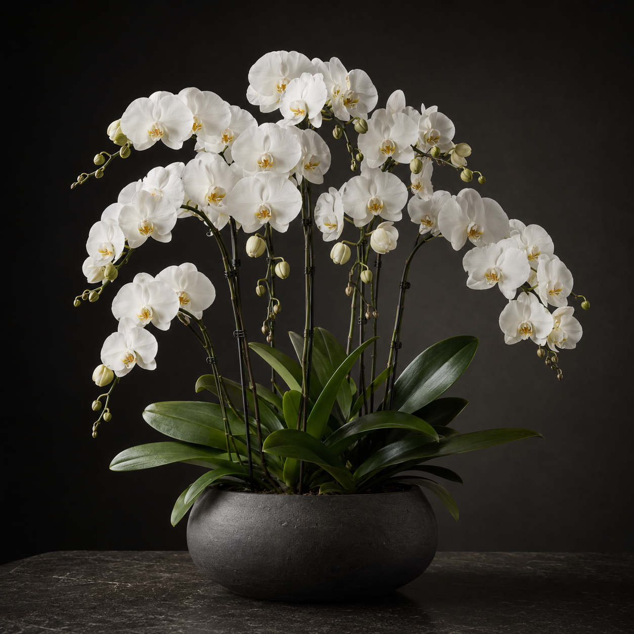 Classic Orchid
