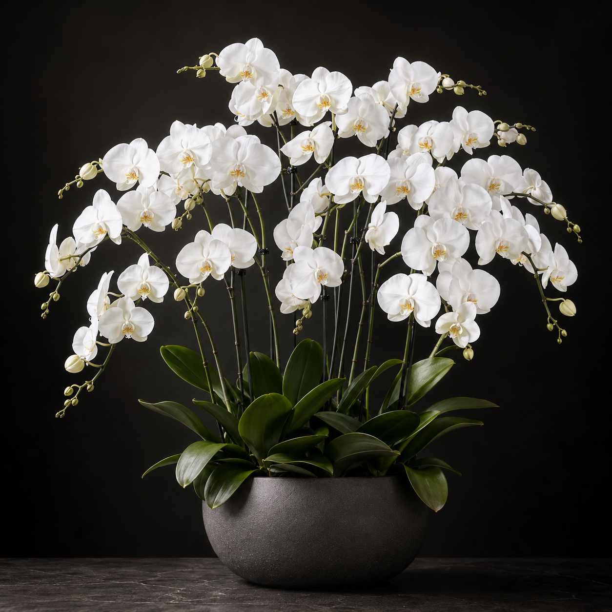 Classic Orchid