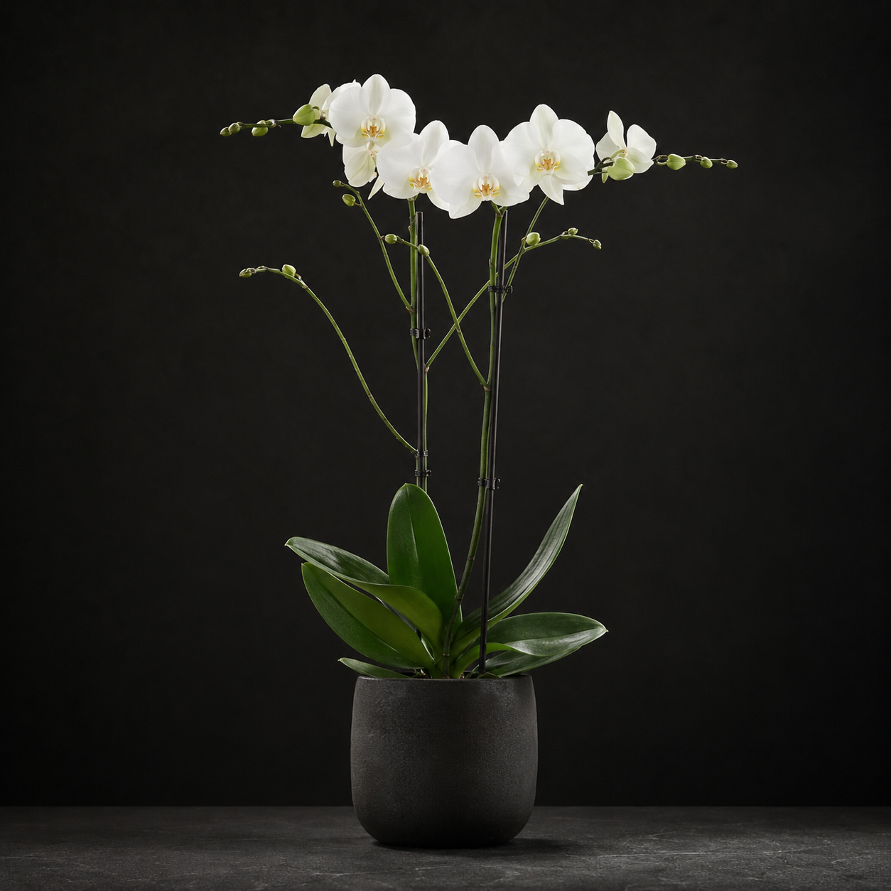 Classic Orchid